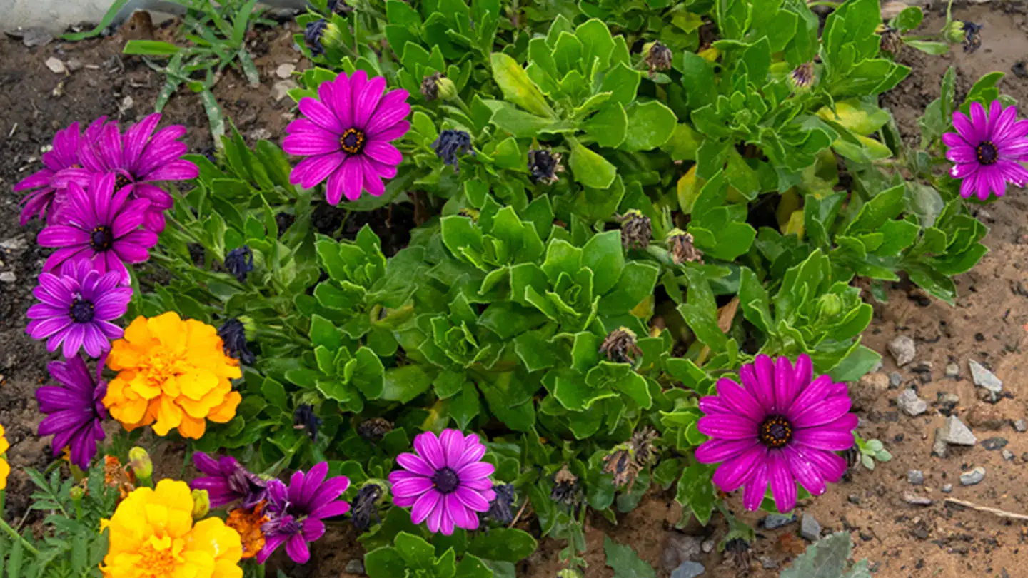 garden-cities-blog-garden-cities-greenvulle-project-reaches-crucial-milestone-section1-4