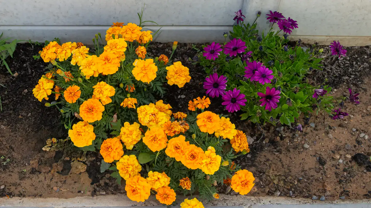 garden-cities-blog-garden-cities-greenvulle-project-reaches-crucial-milestone-section1-7